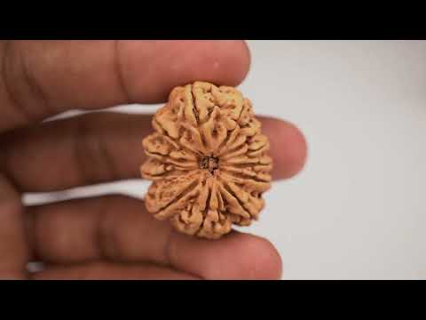 Rudraksha Product Image