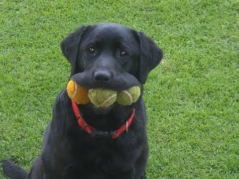 Labrador Compilation - Cute and Funny #10