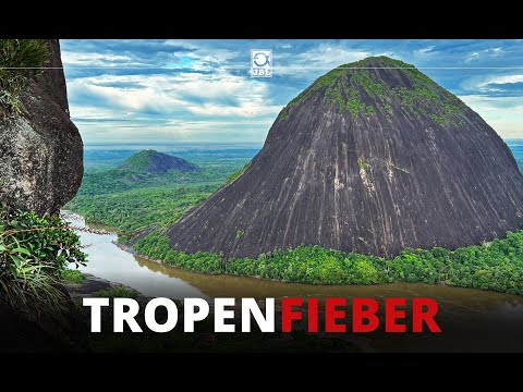 TROPENFIEBER: Mavicure - Kleiner Vogel. Affe. Mavicuri.