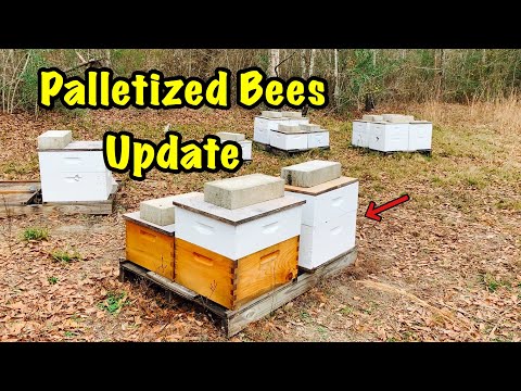 BEEKEEPING - Bees on Pallets - How are they doing and future plans