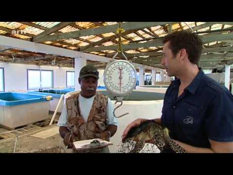 Steffens entdeckt Palau Korallenparadies der Südsee Reportage über Palau