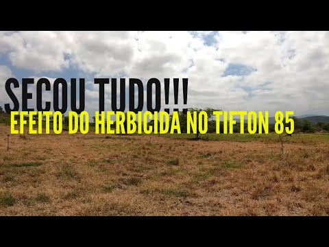 EFEITO DO HERBICIDA ANCOSAR 720 NO TIFTON 85! MELHORANDO O PASTO PARA AS OVELHAS.