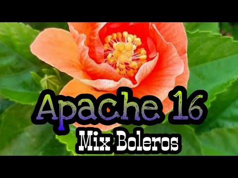 Apache 16,Boleros.