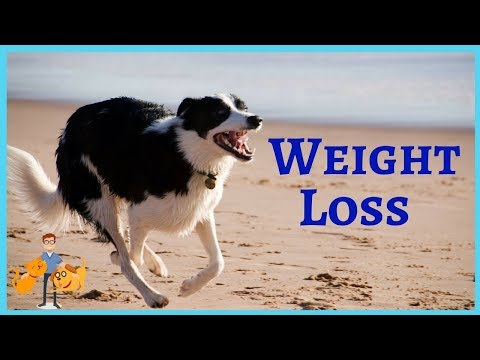 How to put your pet on a diet! The Ultimate Weight Loss Program