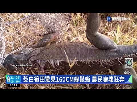 茭白筍田驚見160CM綠鬣蜥 農民嚇壞狂奔