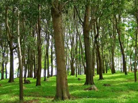 Masdan, Tingnan ang Buhay (Malou Evidente)