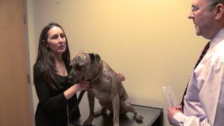 Outside Dogs - Alyssa Thompson, DVM  Dogwood Emergency Veterinarian