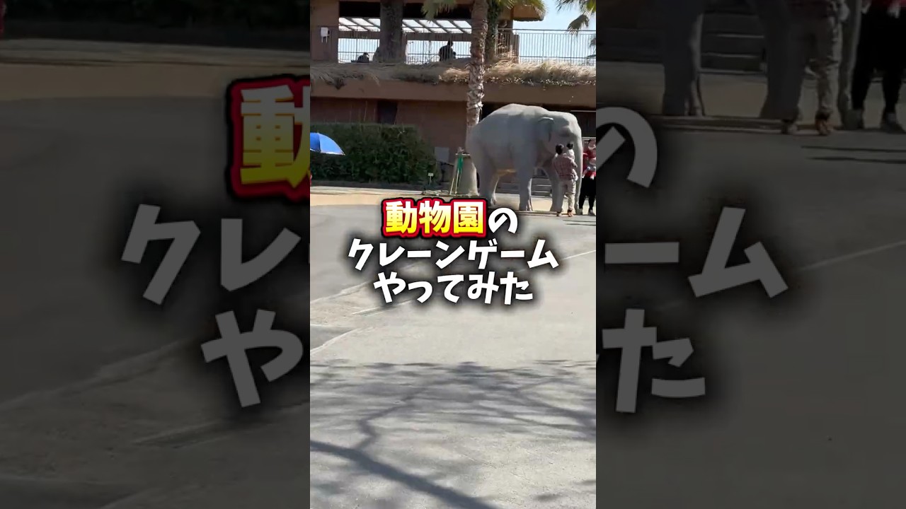 動物園にあるクレーンゲームやってみた!!#クレーンゲーム #ゲームセンター #ゲーセン #ufoキャッチャー #動物園