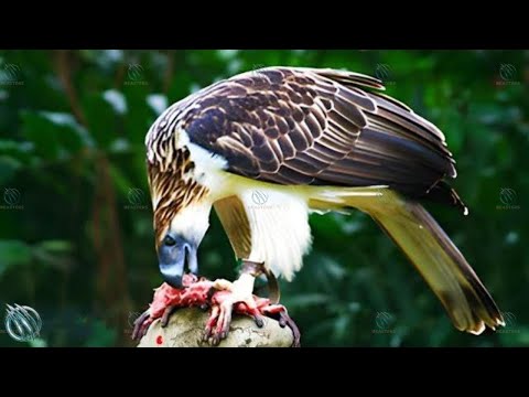 Philippine Eagle — Crowned Monkey Eating Tyrant of the Sky