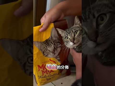 他家的貓咪竟然和包裝袋上的完全一樣。