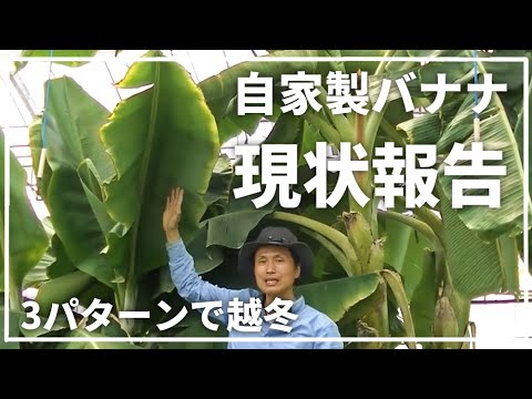 凍ったバナナの木、どうすればいいですか？切ったほうがいいでしょうか？植物を守り、冬を乗り切るためのヒント  庭園