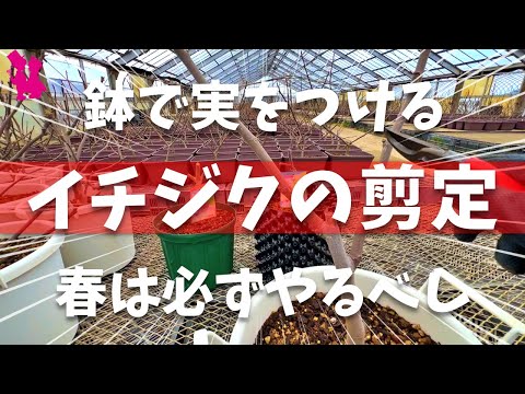 背が高すぎるイチジクの木を剪定するにはどうすればよいですか？簡単なヒントに従ってください。  庭園
