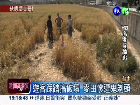 遊客亂闖全踩爛 麥田慘遭鬼剃頭