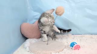 アメリカンショートヘアの動画01