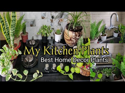 image-What is plant kitchen?