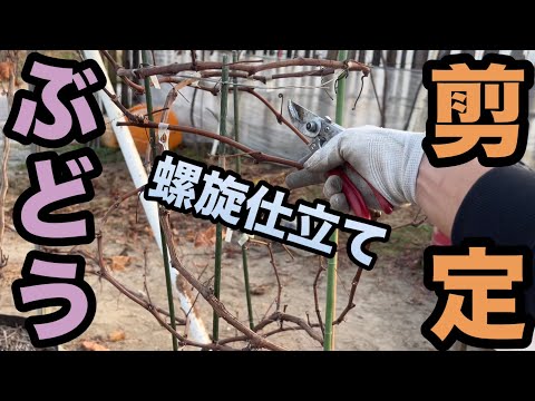 夏にブドウのつるを切る:これがどのように行われるか 植物