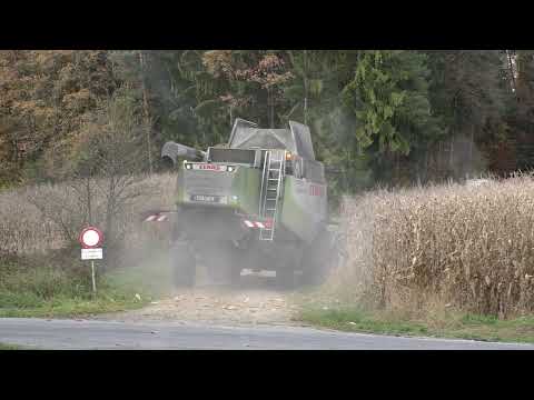 Mais Ernte 2021 Körner Mais Dreschen in  der Steiermark mit Claas Lexion 560 und 8 reihigen 150ha Kö