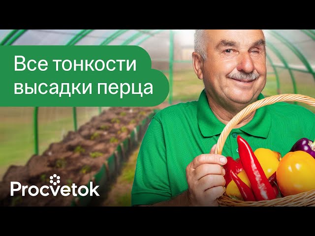 ПЕРЦЫ И БАКЛАЖАНЫ ЗАВАЛЯТ УРОЖАЕМ, если сделать так при высадке их в теплицу!