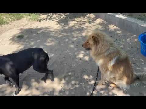 Ronel, Verka Juni 2025