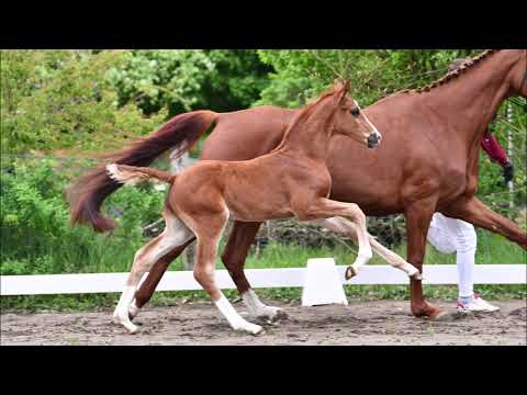 Hengstfohlen von Bonds - Floriscount *2021