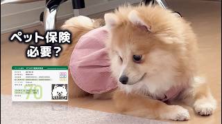 ペット保険、本当に必要!? 初心者が考えたポメラニアンの保険選び