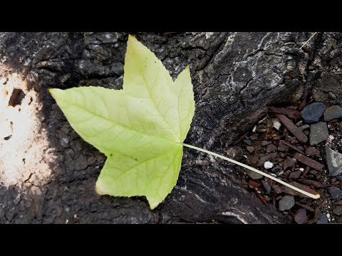 Double Exposure (Manual HDR) Video