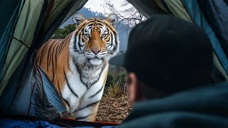 Remote Camping in the Heart of Tiger Country MQDEFAULT Thumbnail