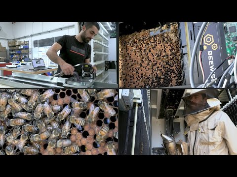 Colmenas robotizadas en Israel para preservar a las abejas | AFP