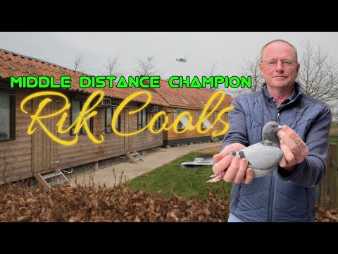 The Cool Pigeons of Middle Distance Champion - Rik Cools