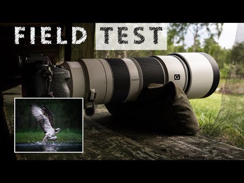 wildlife photography field test of sony’s 200 600mm lens for wildlife photography by will burrard lucas