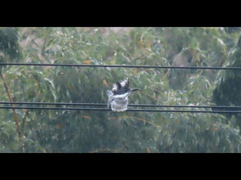 ヤマセミMOVIE 211128AM