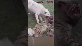 Alabai 🇹🇲 VS hyena #alabai