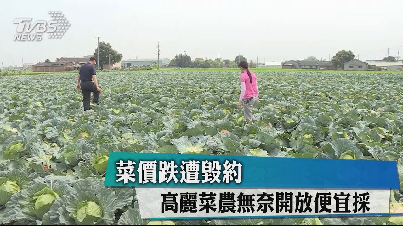 菜價跌遭毀約 高麗菜農無奈開放便宜採