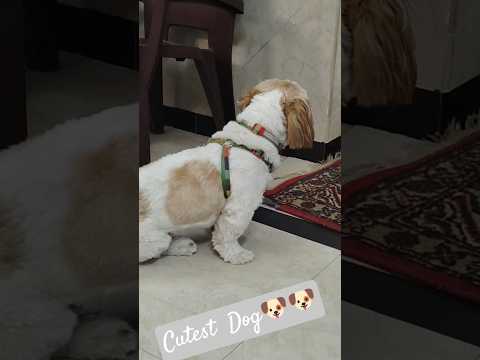 Epudu Na owner vastado.....! 🐕🐕🐕🐶Cute Dog 🐕🐕. #trending #youtuber #youtubeshorts #ytshorts #ytviral