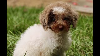 Video preview image #1 Poodle (Miniature) Puppy For Sale in GORDONVILLE, PA, USA