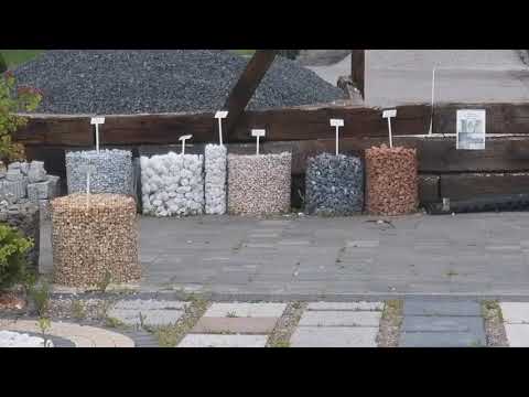 Łasica/gronostaj europejski na placu