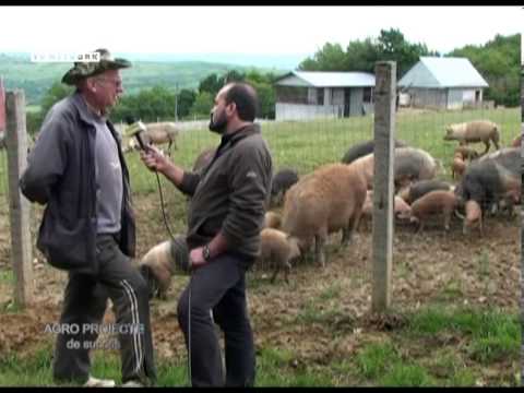 REPORTAJ VIDEO - Europa din varful Dealului Stejara