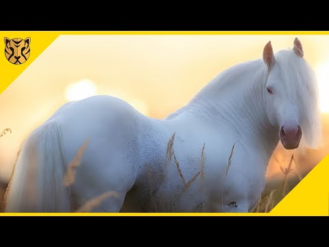 , title : 'Disebut Kuda Titisan dari Surga! Inilah 20 Kuda Tercantik di Dunia'