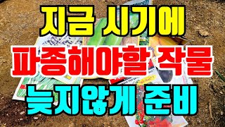 지금시기에  파종할 작물 늦지않게 준비하세요