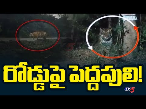 పెద్దపులి కలకలం | Tiger Spotted at Mancherial Mines Area | TV5 News Teluguvoice
