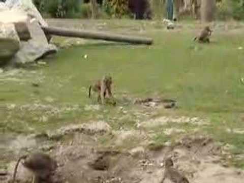 baboons at flamingo land