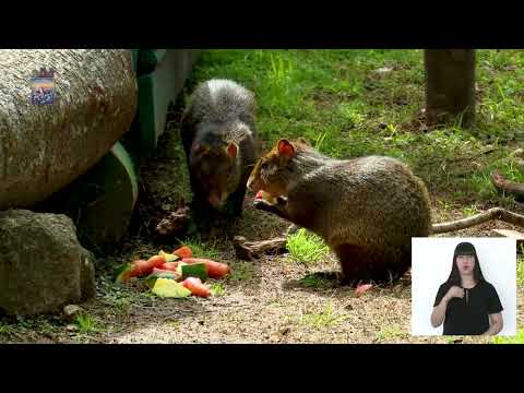 ESTACION DE CRIA DE FAUNA AUTÓNOMA, PAN DE AZUCAR 