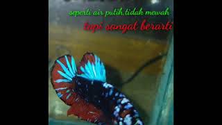 Download lagu story whatshap quotes ikan cupang mp3 Download lagu story whatshap quotes ikan cupang mp3