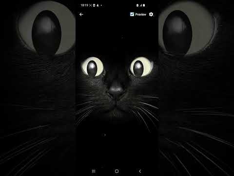 Black Cat Live Wallpaper