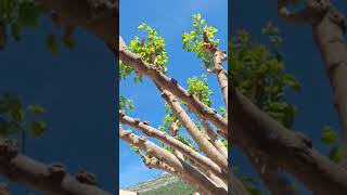 Странно кухо дърво в Дубровник, Хърватия 🇭🇷🌴🌳🌲🪵.