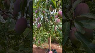 Download lagu The easiest type of mango to bear fruit #mango #manggairwin mp3