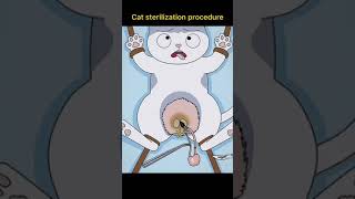 Download lagu cat sterilization procedure #funny #shorts mp3 Download lagu cat sterilization procedure #funny #shorts mp3
