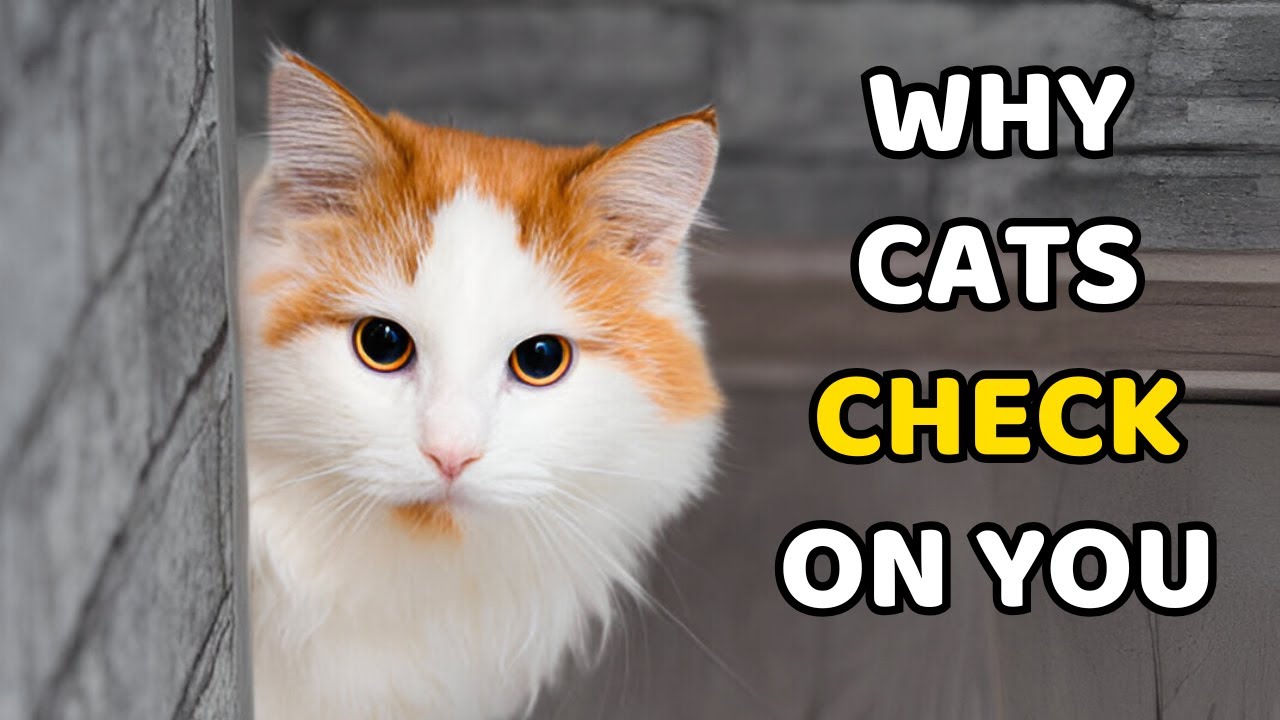 Why Does Your Cat Keep Checking In on You?