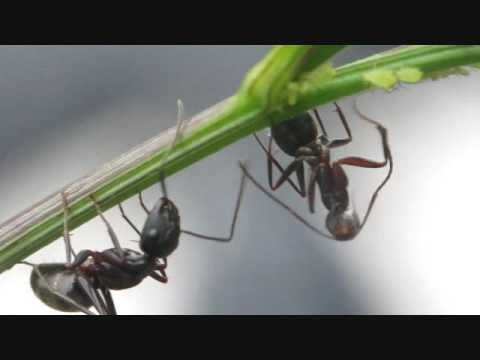 Ant Drinking Nectar from Aphid