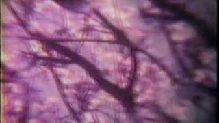 tragiverse - tripping daisy 1999.mpg